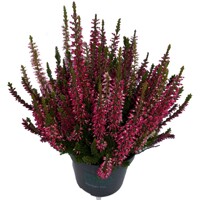 Vres obyčajný - Calluna vulgaris - bordová  P12