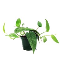 Epipremnum pinnatum ´Cebu Blue´ P12