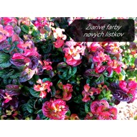 Leucothoe axillaris 'Curly Red'  Co2L  30/40