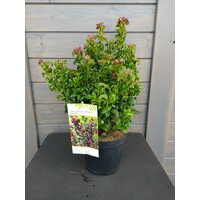 Leucothoe axillaris 'Curly Red'  Co2L  30/40
