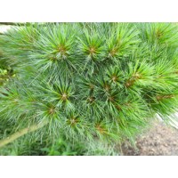 Borovica hladká  - Pinus strobus ´Nana´ Co9L  90/100