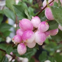 Symphoricarpos doorenbosii ´Magical Sweet´ - snowberry  P12