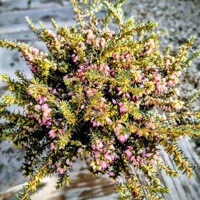 Erica darleyensis | Vresovec Darleyov | Najodolnejší zimný vresovec | maxgarden.sk