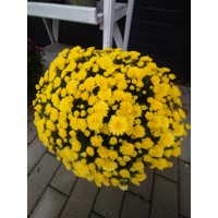 Chrysanthemum P19 - žltá