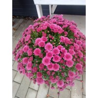 Chrysanthemum P19 - fialová