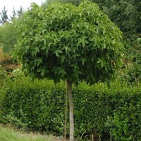 Ambrovník styraxový - Liquidambar styraciflua ´Gum Ball´ Co20L KM220 6/8