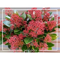 Skimia japonská' Rubella ' - Skimmia japonica ' Rubella'  P15  25/30