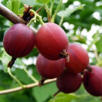 Egreš ?ervený strom?ekový - Ribes uva-crispa ´Krasnoslawianskij´- na 60cm kmeni