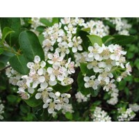 Jarabina čierna - Aronia prunifolia ´Viking´ Co2.5L 20/30