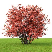 Jarabina čierna - Aronia prunifolia ´Viking´ Co2.5L 20/30