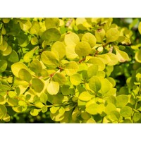  Dráč Thunbergov - Berberis thunbergii ´Golden Nugget´ Co2,5L 20/30