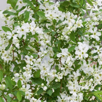 Hroznovec  - Exochorda racemosa 'Blushing Pearl' Co2L 30/40