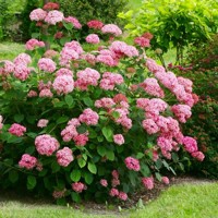 Hortenzia stromčekovitá - Hydrangea arborescens 'Pink Percussion' Co2,5L 20/30