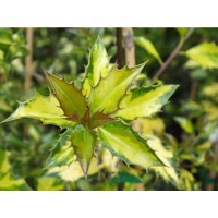 Ilex aquifolium myrtifolia ´Aureomaculata´ Co3L 40+