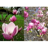 Magnolia soulangeana ´Lennei´ Co5L  60/80