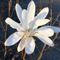Magnólia hviezdokvetá - Magnolia stellata Co2,5L 30/40