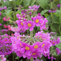 Primula beesiana