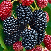Ostružina černicová - Rubus fruticosus  ´Dirksen´ - beztŕnna