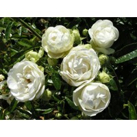 Ruža záhonová - Rosa ´Snövit´ Co3L