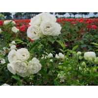 Ruža záhonová - Rosa ´Snövit´ Co3L