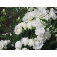 Ruža záhonová - Rosa ´Snövit´ Co3L