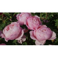 Ruža záhonová - Rosa 'Pink Morsdag' - ružová Co3L