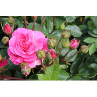 Ruža záhonová - Rosa floribunda ´Tom Tom´ - veľkokvetá ružová Co3L