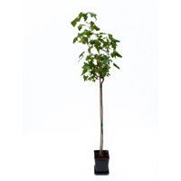 Ríbezľa biela stromčeková - Ribes rubrum 'Blanka'  KM60