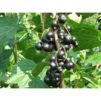 Ríbezľa čierna stromčeková - Ribes nigrum ´Titania´ KM60