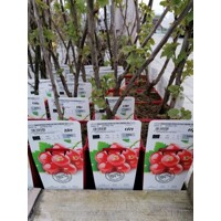 Ríbezľa červená - Ribes rubrum 'Rosetta'  Co2L