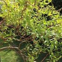 Vŕba pokrútená  - Salix erythroflexuosa Co2,5L 30/40