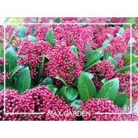 Skimia japonská' Rubella ' - Skimmia japonica ' Rubella' Co2L 20/25