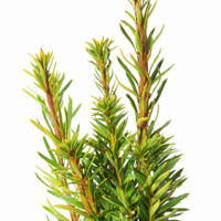 Tis prostredný - Taxus media ´Stricta Viridis´ Co2,5L 20/30