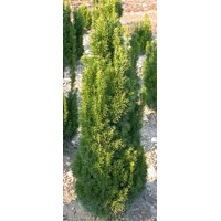 Tis prostredný - Taxus media ´Stricta Viridis´ Co2,5L 20/30