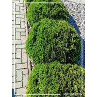 Tuja západná - Thuja occidentalis ´Danica´ Co2,5L 20/30