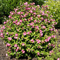 Ibištek - Hibiscus syriacus ´Duc de Brabant´ Co2,5L 30/40