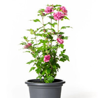 Ibištek - Hibiscus syriacus ´Duc de Brabant´ Co2,5L 30/40