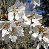 Čerešňa pilovitá - Prunus serrulata  ´Snow Fountain´ KM150