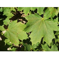 Javor mliečny - Acer platanoides ´Columnare´ Co25L 8/10