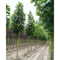 Javor mliečny - Acer platanoides ´Columnare´ Co25L 8/10