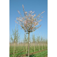 Čerešňa pilovitá - Prunus serrulata  'Kanzan' KM180