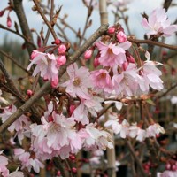 Čerešňa pilovitá - Prunus serrulata  'Kanzan' KM180