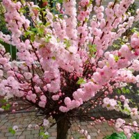 Mandľa okrasná - Prunus triloba Co5L KM80