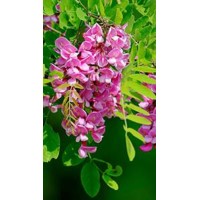 Agát srstnatý - Robinia pseudoacacia ´Casque Rouge´ Co7,5L 150/200