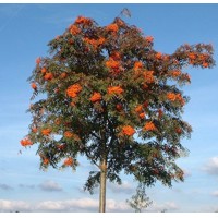 Sorbus arnoldiana ´Golden Wonder´ Co15L  6/8