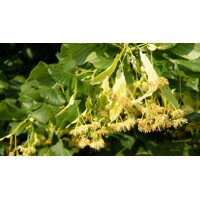 Lipa veľkolistá - Tilia platyphyllos Co30L vysokokmeň
