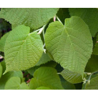 Lipa veľkolistá - Tilia platyphyllos Co30L vysokokmeň