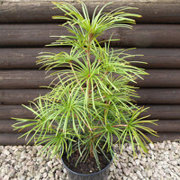 Dáždnikovec praslenovitý- Sciadopitys verticillata ´Richie's Cushion´ Co7L
