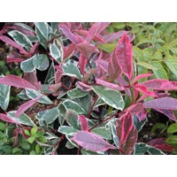 Červienka, Fotínia pink marble - Photinia ´Pink Marble´ Co15L  6/8  - vysokokmeň