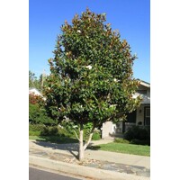 Magnólia veľkokvetá - Magnolia grandiflora ´Francois Treyve´ Co15/18L  1/2 kmeň